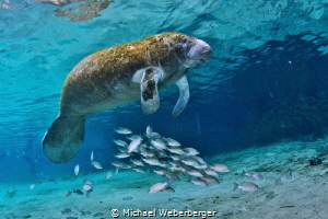 swim with manatees is funny and truly an experience by Michael Weberberger 